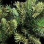 Bristol Pine Garland – Warm White – 9′